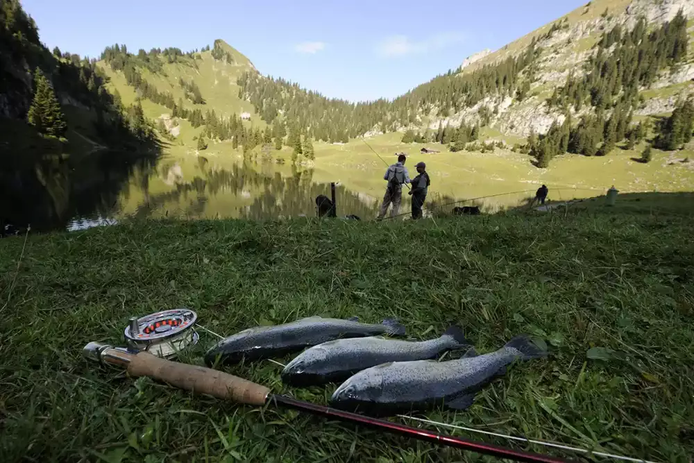 Trout catch at Oberstocken Lake